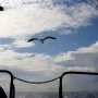 Le bateau est arrivé ! Un petit bateau
