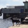 Un chien attend aussi : un présage...
