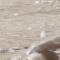 Glace