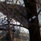 Cimetière de Chirokoreïtchinskaia