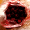 Framboises
