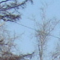 Au bord de l'Angara