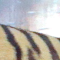 Tigre