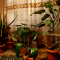 Jardin d'hiver ?