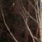 Cimetière de Chirokoreïtchinskaia
