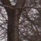 Arbres nus, statue